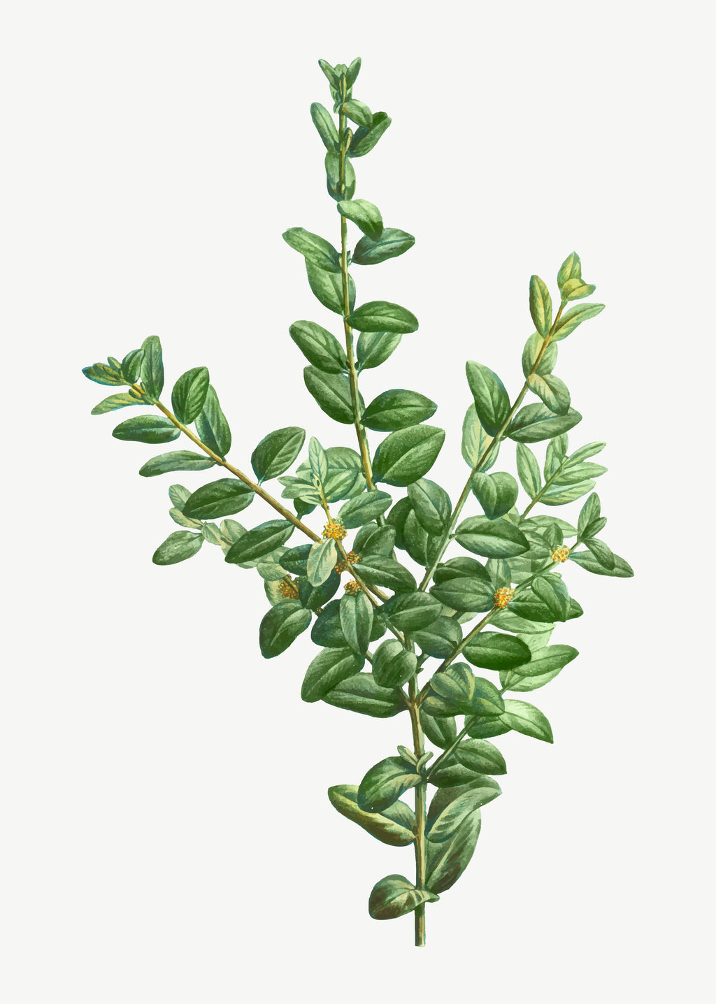 Marjoram Essential Oil